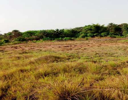 Terrain à vendre Kindia