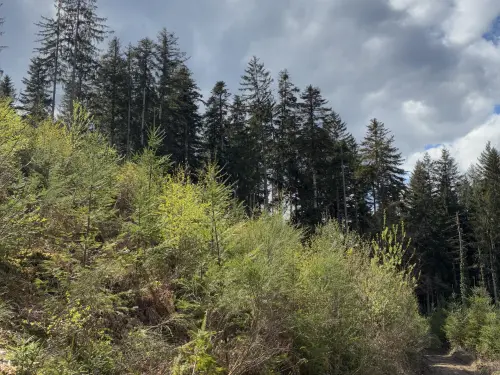 Terrain forestier à vendre 4563 m² à Mankountan - 1 parcelle
