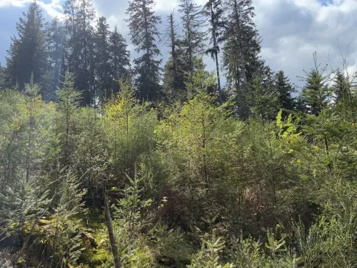 Terrain forestier à vendre 4563 m² à Mankountan - 1 parcelle