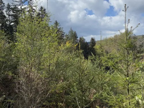 Terrain forestier à vendre 4563 m² à Mankountan - 1 parcelle